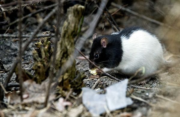 Białe szczury wciąż biegają po Plantach w Krakowie
