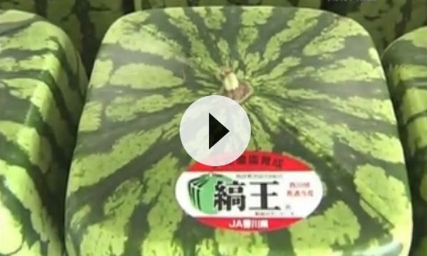 Kwadratowe arbuzy z Japonii robią furorę na świecie