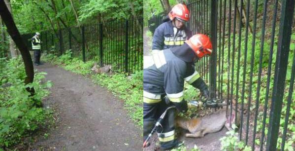 Strażacy i strażnicy miejscy uratowali sarnę, która utknęła w ogrodzeniu