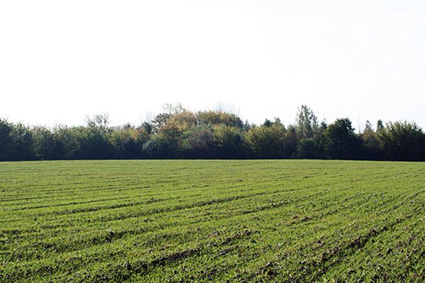 Znaleźli zaginionego 2-latka. Błąkał się z psem po lesie