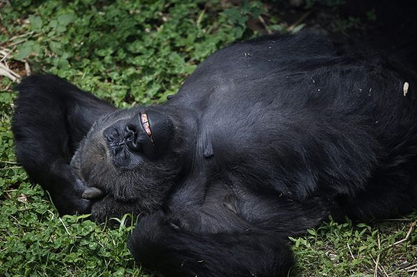 Incydent w zoo - goryl uciekł i... okazał się człowiekiem