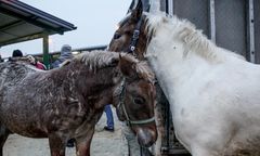 Aktywiści szykują się na wykup koni