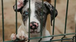 Zaatakowała nie tylko koty. Teraz ptasią grypę wykryto również u psów