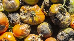 Atakują we wrześniu. Rakotwórcze toksyny niszczą nerki i wątrobę 