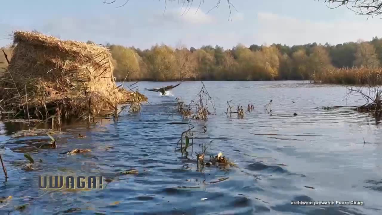 Setki zabitych i ranionych gęsi. Komu przeszkadza rezerwat przyrody?