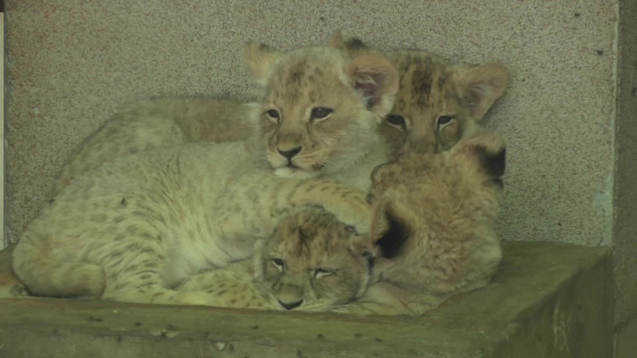 Zoo w Chorzowie zaprezentowało cztery lwiątka, które przyszły na świat we wrześniu