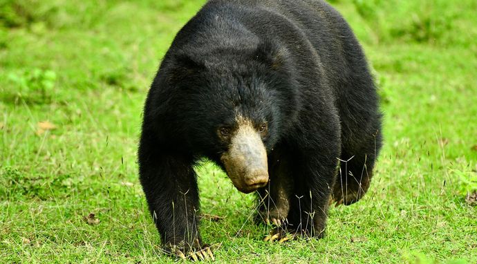 Przetrwanie bestii