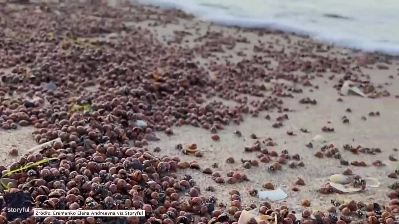 Inwazja biedronek na plaży.