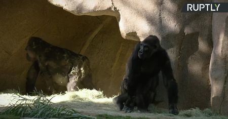Koronawirus w zoo w San Diego. Obecność wirusa wykryto u goryli.