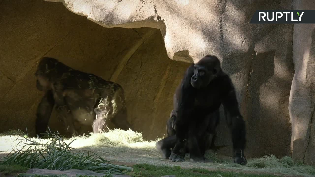 Koronawirus w zoo w San Diego. Obecność wirusa wykryto u goryli.