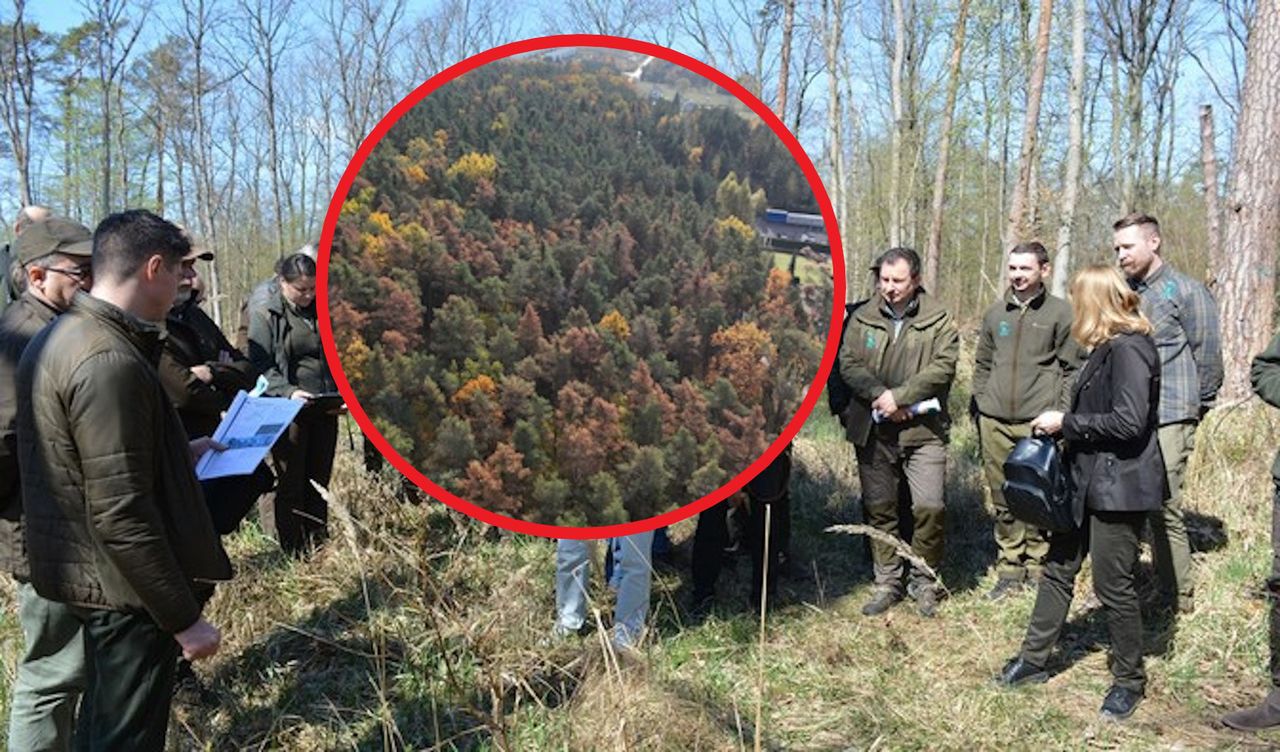 Drony ujawniły skalę kryzysu. Leśnicy są załamani