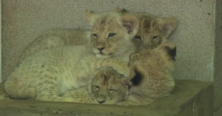 Zoo w Chorzowie zaprezentowało cztery lwiątka, które przyszły na świat we wrześniu