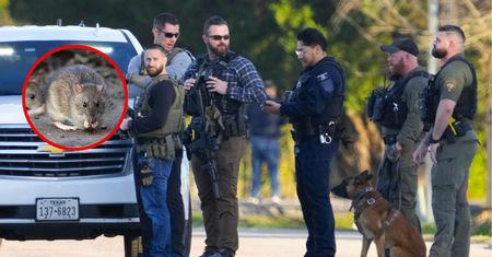 To szczurzy narkomani". Policja z USA ma nie lada kłopot