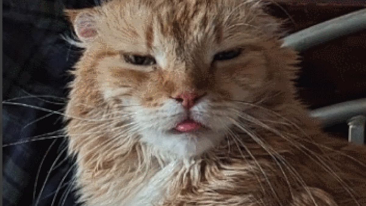 Kot podbija media społecznościowe