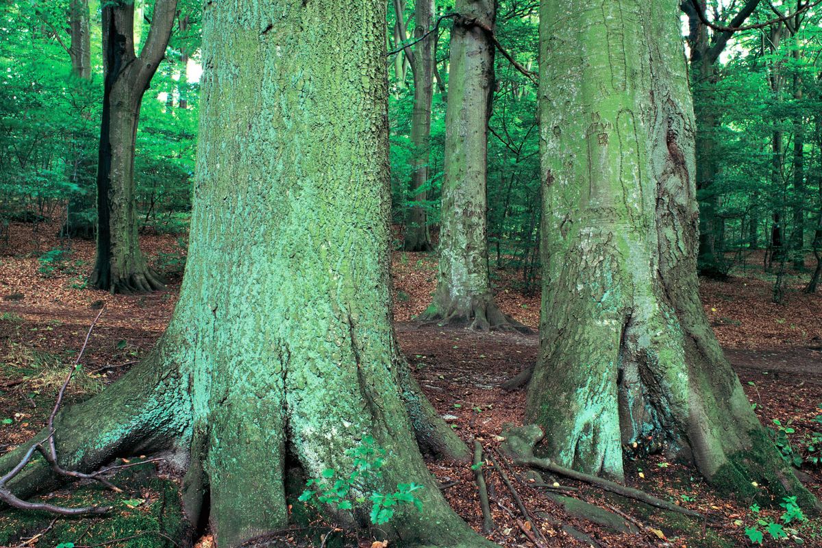 Bukowe lasy Bieszczad na liście UNESCO  (zdjęcie ilustracyjne) 
