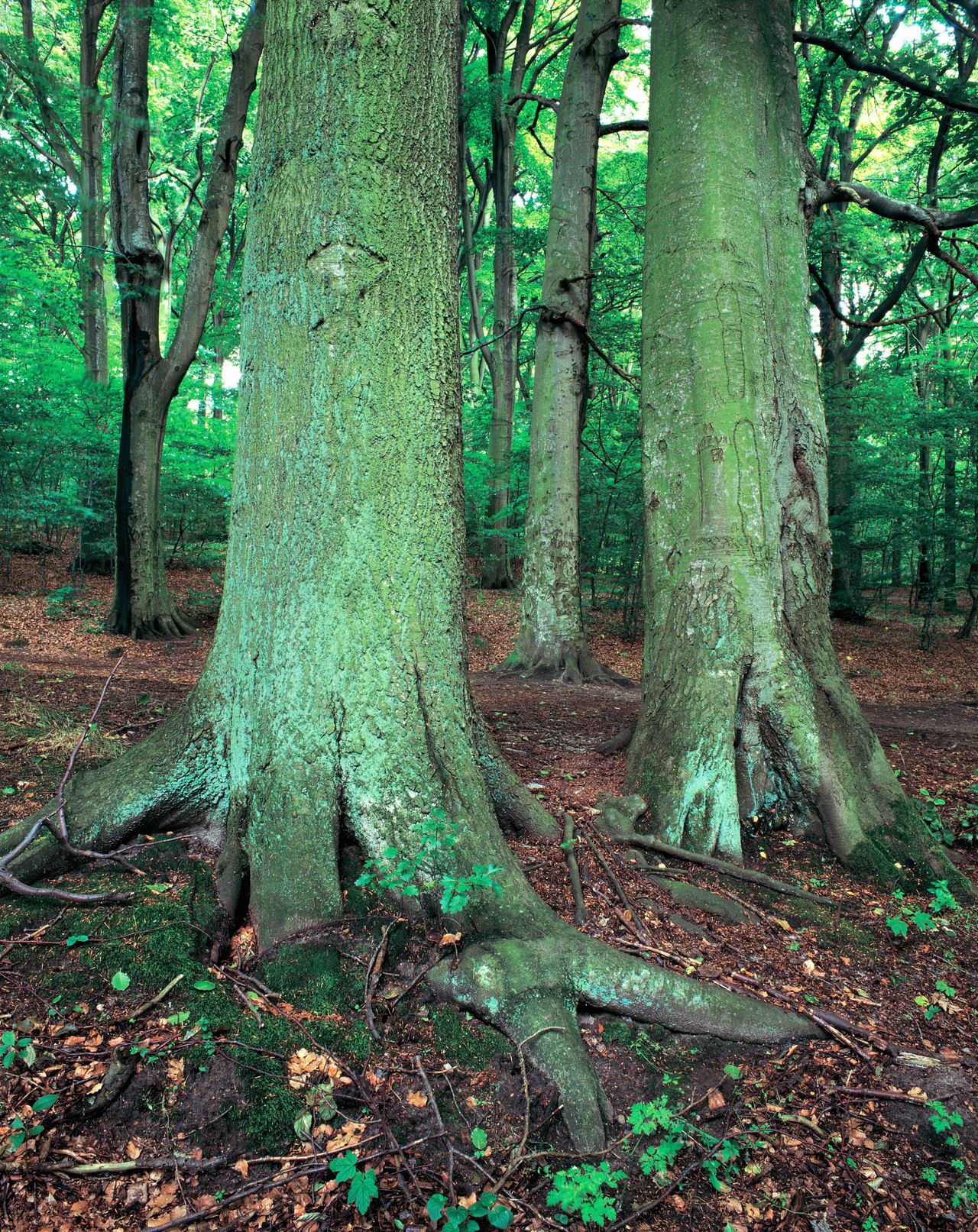Na liście UNESCO znalazły się bukowe lasy Bieszczad