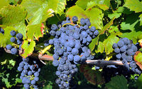 Uprawa winorośli