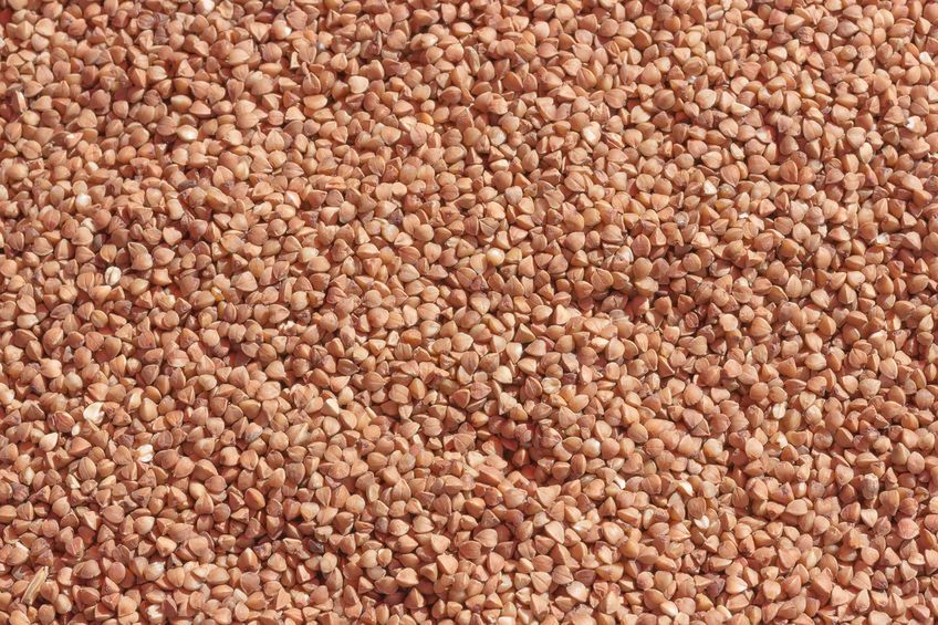 Gryka - pochodzenie, właściwości odżywcze, wpływ na zdrowie