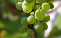 Sadzenie winogron