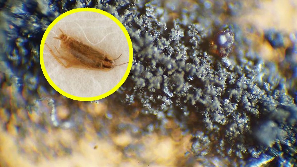 Dom aukcyjny chciał sprzedać pył księżycowy i karaluchy z eksperymentu NASA