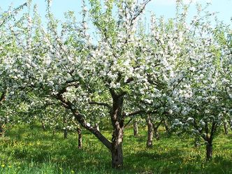 Sadzenie jabłoni