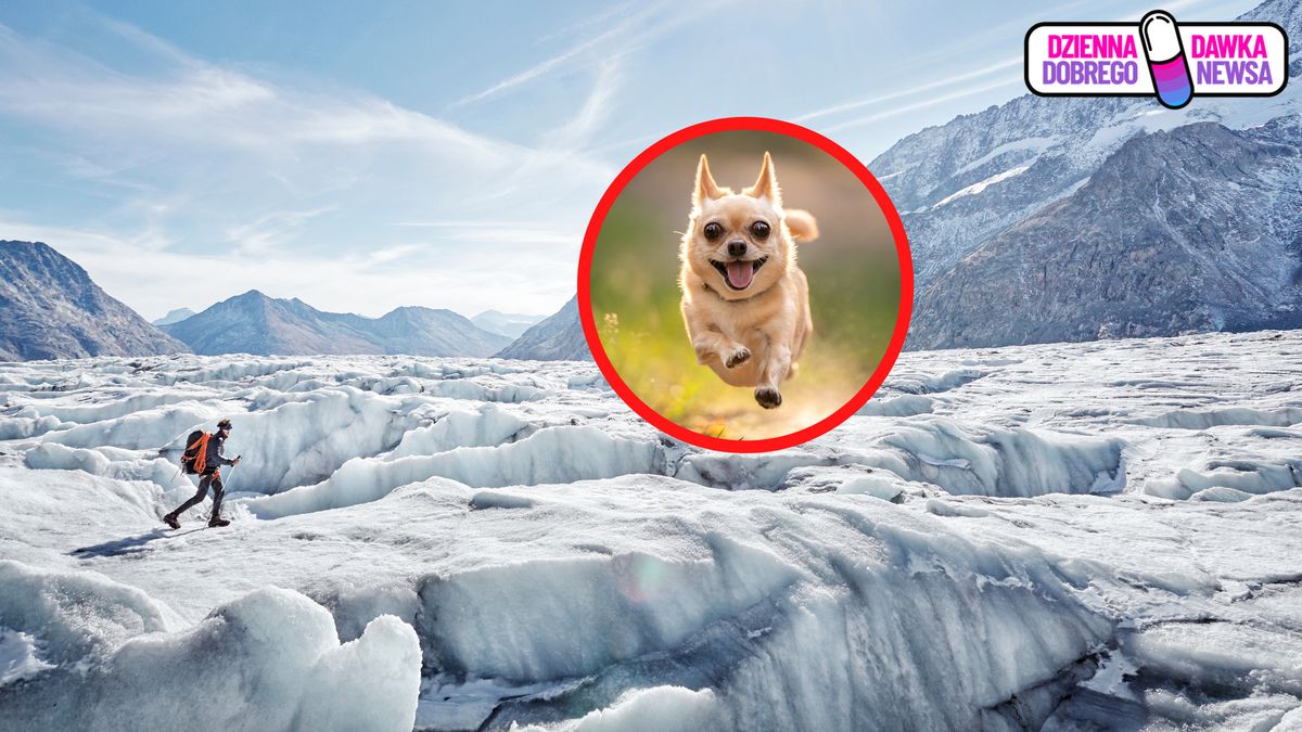 Był w śmiertelnym niebezpieczeństwie. Uratował go mały piesek.