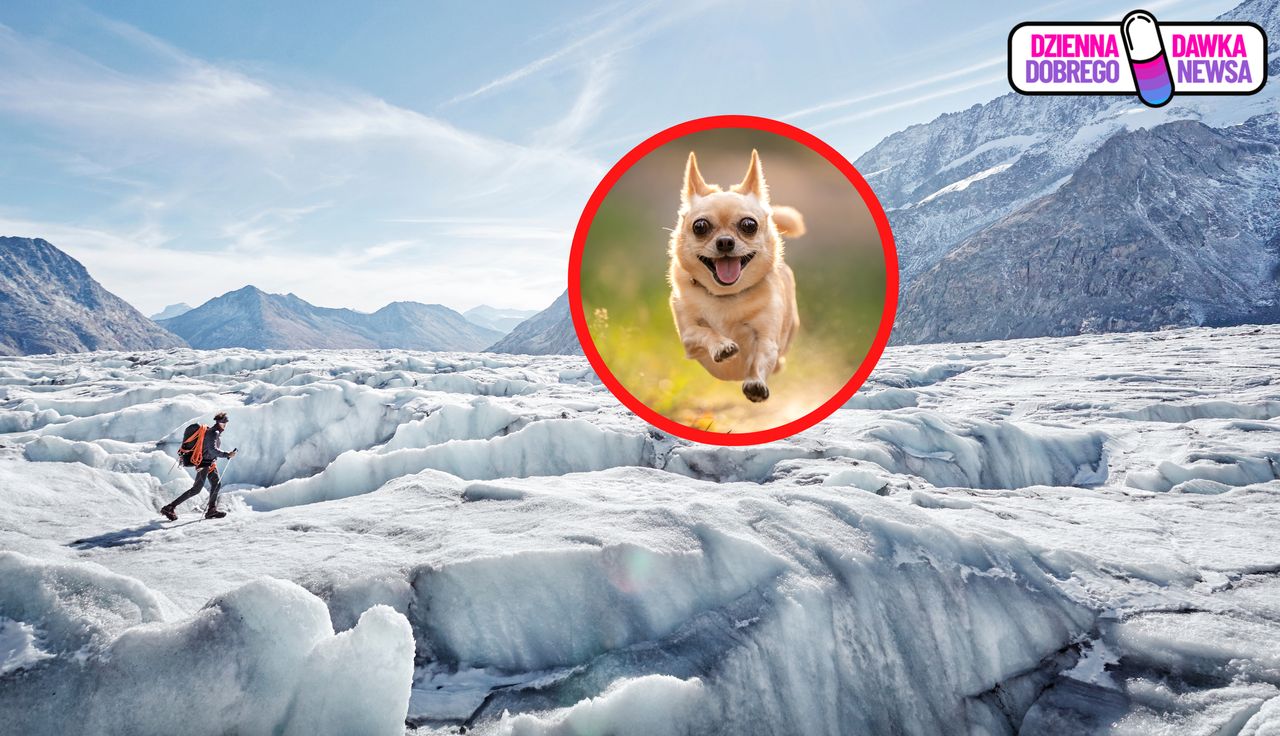 Śmiertelne zagrożenie. Tak zachował się chihuahua. Prawdziwy bohater