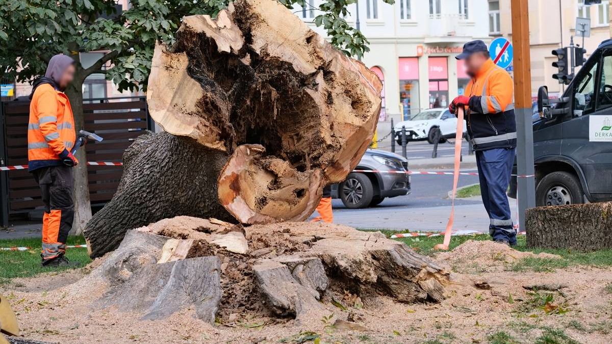 Wycięty jesion na Placu Litewskim