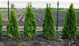 Pamiętaj o tym w czerwcu. Tuje szybko się odwdzięczą