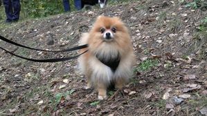 III Psi Spacer w Dobrzycy, psy, Dobrzyca, spacer z psem