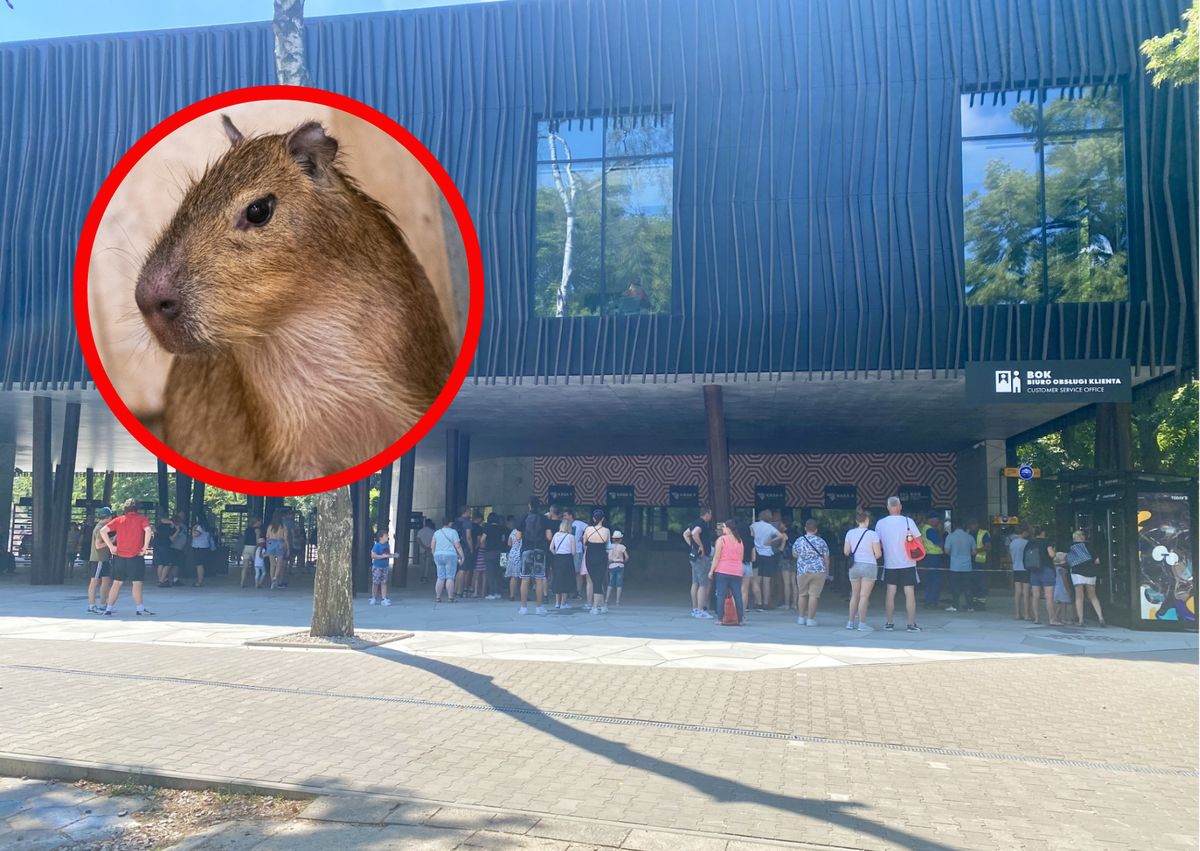 Nowe kapibary zamieszkały w łódzkim zoo