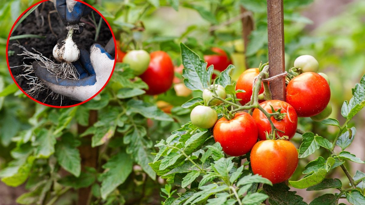 Co sadzić obok pomidorów?