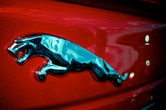 Na Jaguarach świat się nie kończy. Polski dealer wypłaci dywidendę i rozgląda się za innymi markami