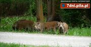 Dziki w Parku Miejskim w Pile – VIDEO