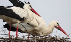 Bociany wyrzucają pisklęta. Eksperci alarmują