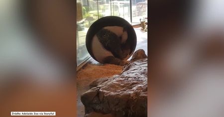 Panda niczym chomik weszła do największego kołowrotka dla zwierząt