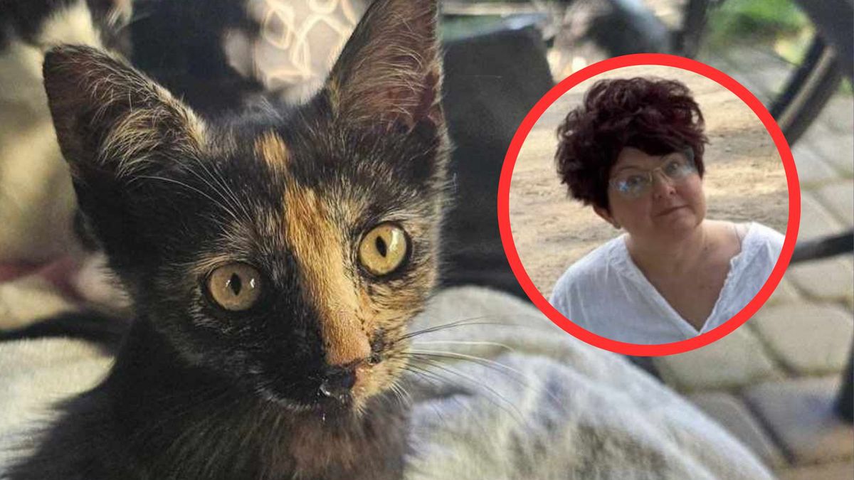 Kot został uśpiony. Kobieta oskarża schronisko