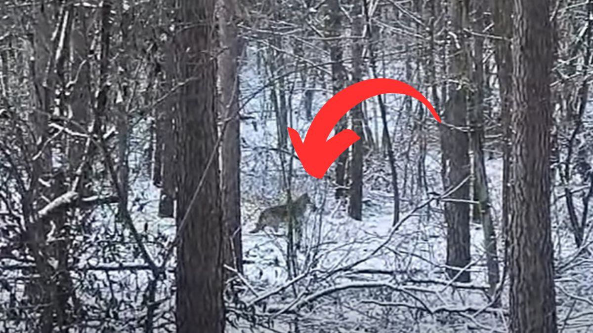 Leśnicy z Nadleśnictwa Gostynin podglądają wilki