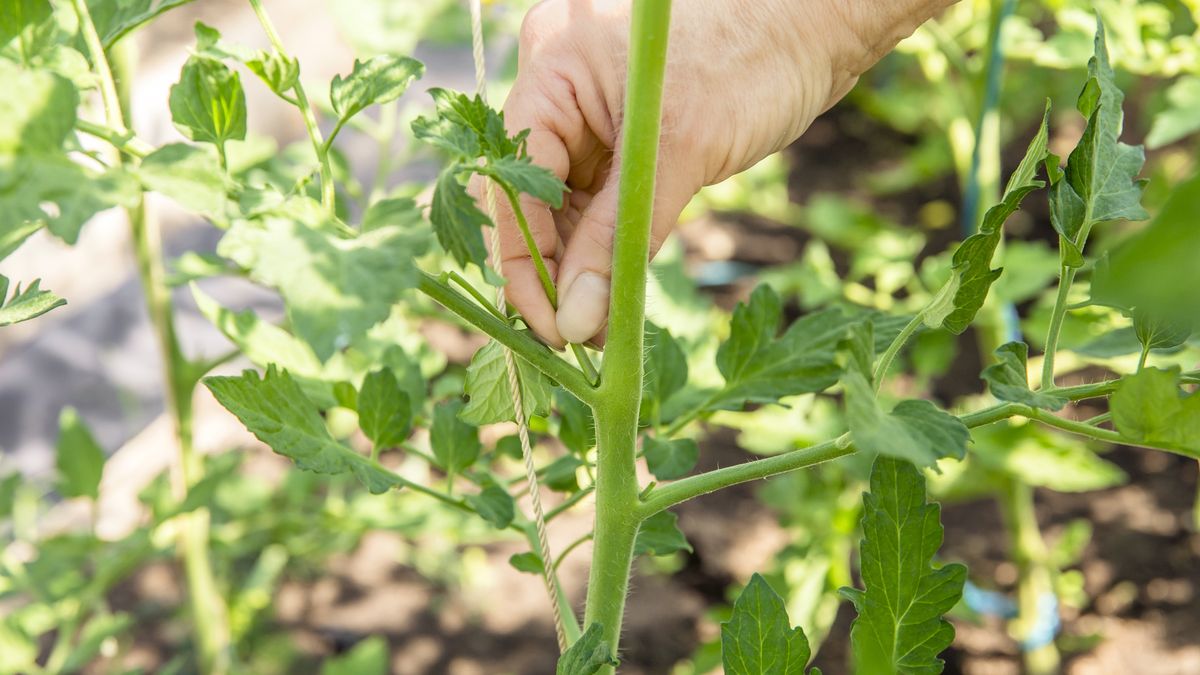 Jak usuwac wilki z pomidorów?