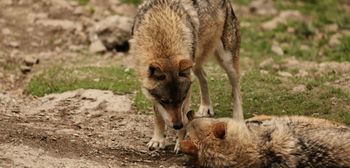 Szkody powodowane przez dziką zwierzynę rosną. Rolnicy: tracimy kontrolę