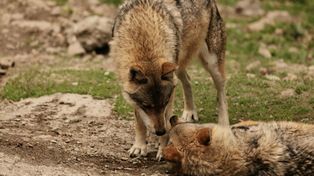 Szkody powodowane przez dziką zwierzynę rosną. Rolnicy: tracimy kontrolę