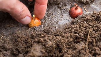 Posadź właśnie teraz. Wiosną wypuszczą zdrowe pędy