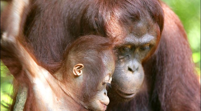 Zakochani są wśród zwierząt