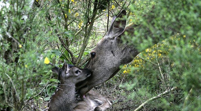 Zakochani są wśród zwierząt