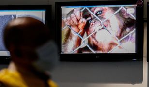 Małpia ospa atakuje w Europie. Dr Grzesiowski o tajemniczej chorobie odzwierzęcej