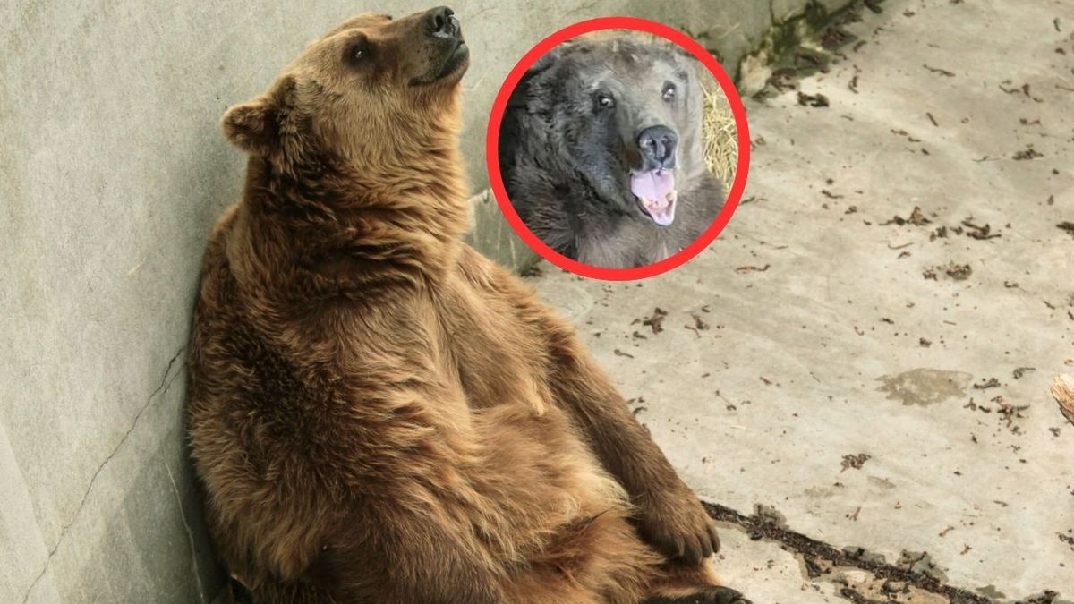 ZOO tłumaczy jesienne zwyczaje niedźwiedzicy
