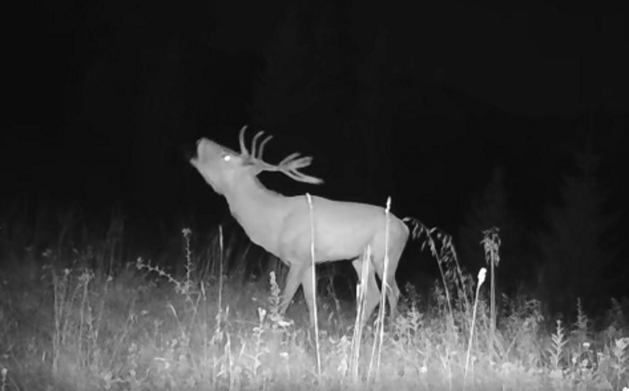 Turyści wydzwaniają do TOPR, bo słychać ryki. "Blokują numer alarmowy"