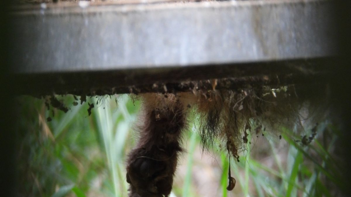 Nielegalna ferma futrzarska pod Słupskiem 