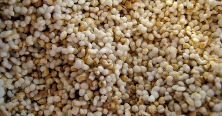 Nasiona amarantusa