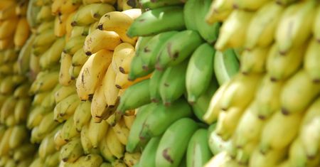 Właściwości bananów zależą od koloru skórki
